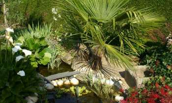 Puzzle 4114 - Palmier et plantes