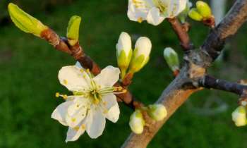 Puzzle 4601 - Bourgeons de Prunier
