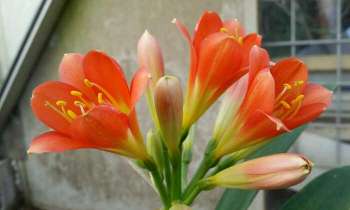 Puzzle 4735 - Fleur sous serre