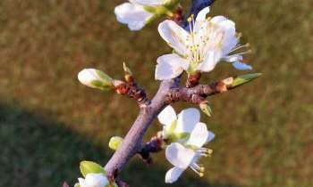 Puzzle 4270 - fleurs de prunier