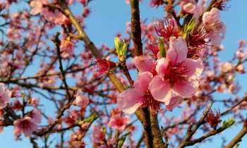 Puzzle 4537 - Fleurs et bourgeons de Pêcher
