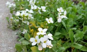 Puzzle 4185 - petites fleurs blanches