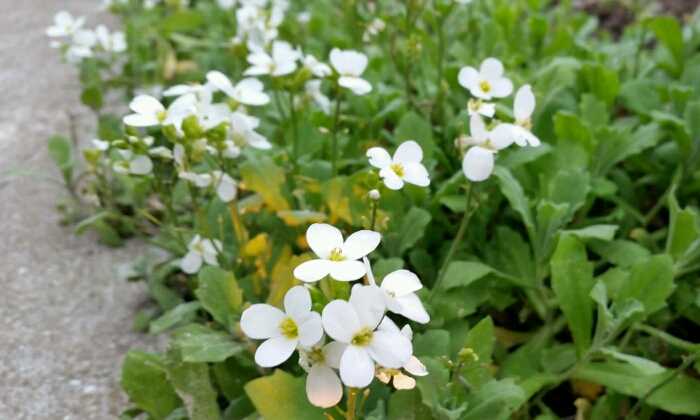 Puzzle petites fleurs blanches