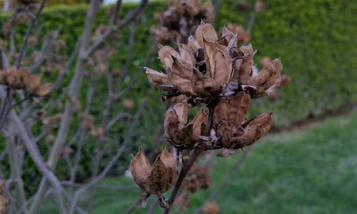 Puzzle plante originale