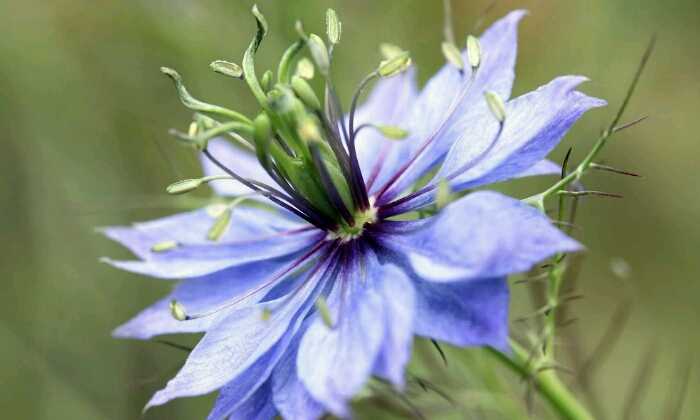 Puzzle Nigelle de Damas
