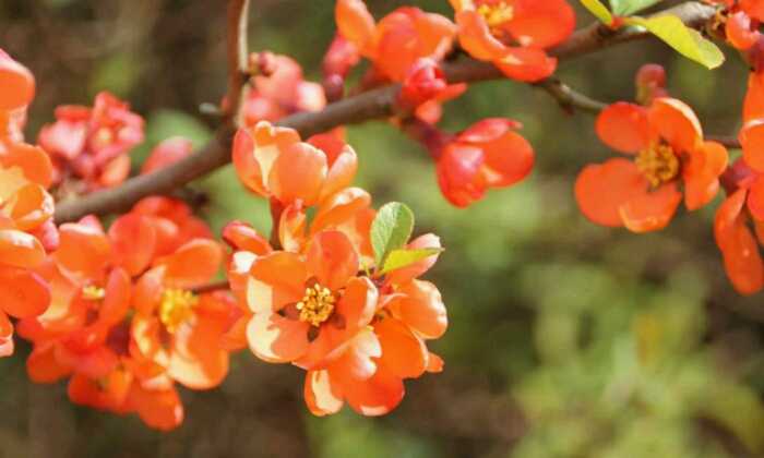 Puzzle Le printemps est là