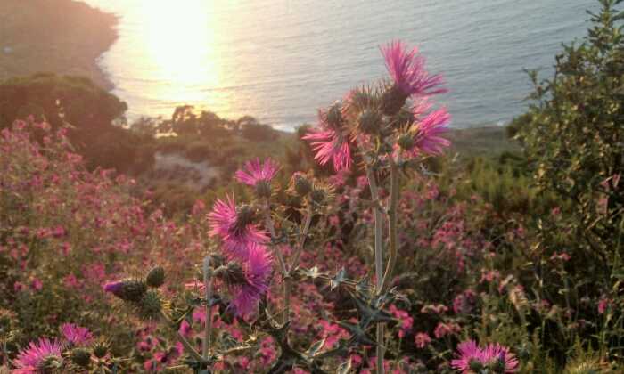 Puzzle Tanger coucher de soleil