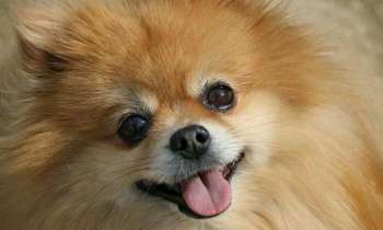 Puzzle 4303 - Ma petite Spitz