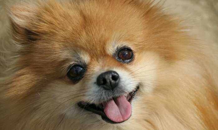 Puzzle Ma petite Spitz