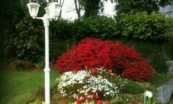 Puzzle 4426 - Fleurs de printemps