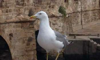 Puzzle 4193 - Mouette