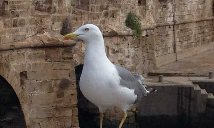 Puzzle Mouette