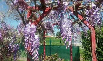 Puzzle 4094 - Glycines en fleur