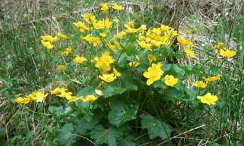 Puzzle 4127 - De jolies fleurs