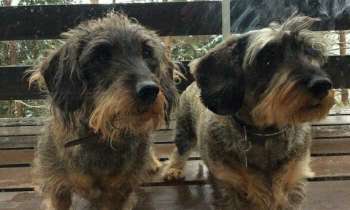 Puzzle 4204 - Coco et Hugo
