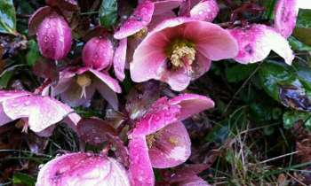 Puzzle 4400 - Rose de Noël sous la pluie