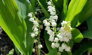 Puzzle 4103 - Joli brin de muguet