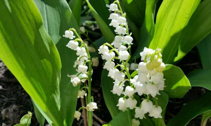 Puzzle Joli brin de muguet
