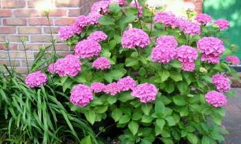Puzzle 4119 - Hortensias