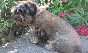 Puzzle 4172 - Coco