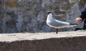 Puzzle 4346 - Mouette bretonne