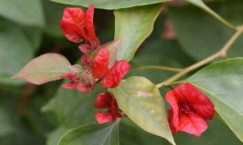 Puzzle 4168 - Bougainvillées