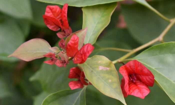 Puzzle Bougainvillées