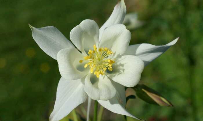 Puzzle Fleur blanche
