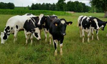 Puzzle 4290 - Troupeau de vaches