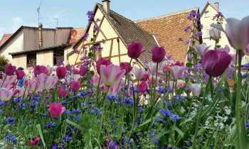 Puzzle 4412 - Maison et fleurs
