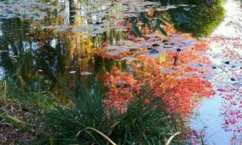 Puzzle 4276 - Jardin Monnet à Giverny