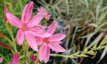 Puzzle 4294 - Fleurs roses