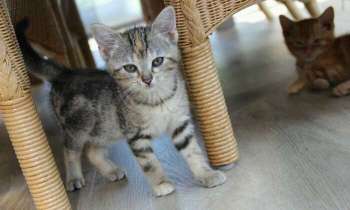 Puzzle 4284 - Les chatons