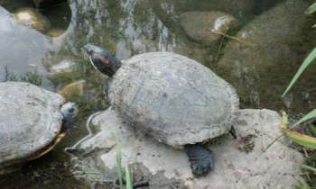 Puzzle 4295 - Tortues en Alsace