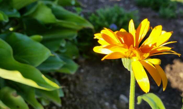 Puzzle fleur aux pétales jaunes