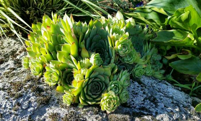 Puzzle Plantes vertes