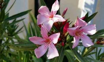 Puzzle 4441 - 3 fleurs