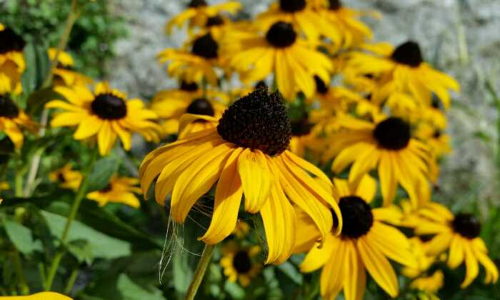 Puzzle fleurs jaunes