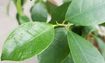 Puzzle 4381 - Ficus Ginseng