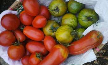 Puzzle 4301 - Retour du potager