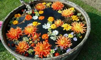 Puzzle 4407 - Fleurs flottantes