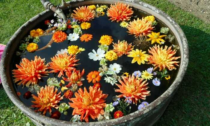 Puzzle Fleurs flottantes