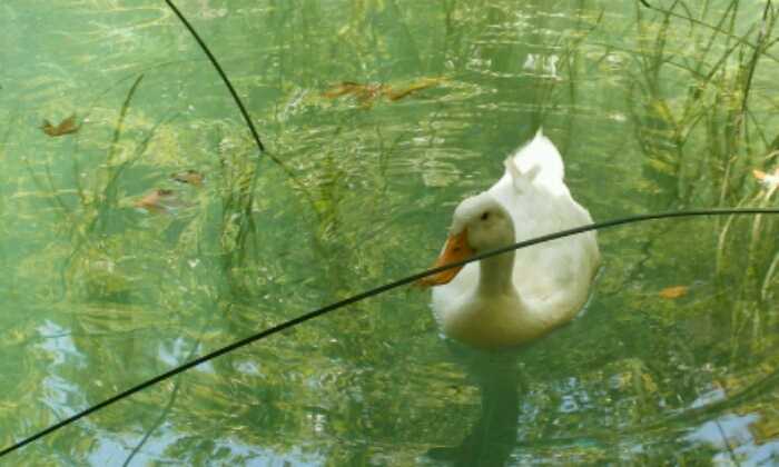 Puzzle Au fil de l'eau