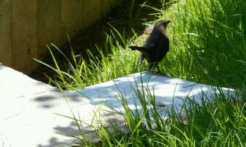 Puzzle 4664 - Petit oiseau sous le soleil