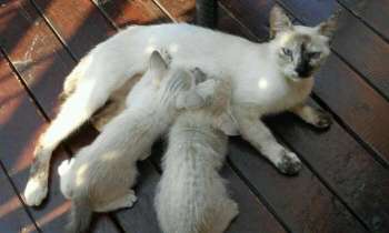 Puzzle 4358 - Maman chat et ses chatons