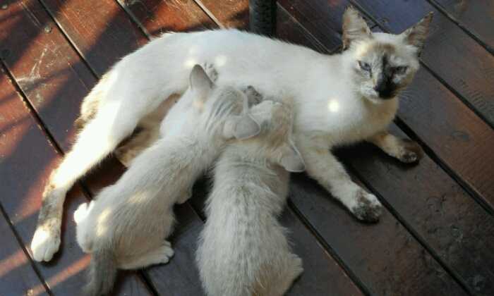 Puzzle Maman chat et ses chatons