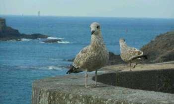 Puzzle 4415 - Mouettes à Saint-Malo