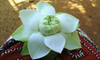 Puzzle 4658 - Fleur de Lotus