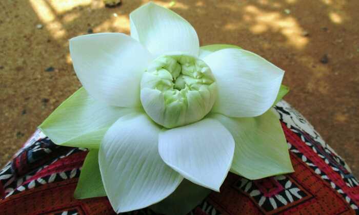 Puzzle Fleur de Lotus