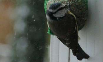 Puzzle 4318 - Mésange en hiver